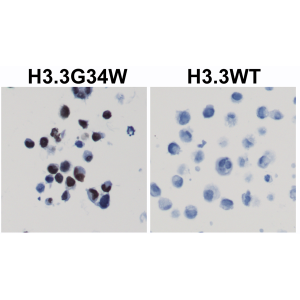 Anti-Histone H3.3 G34W (all) from Rabbit (RM263) - unconj.