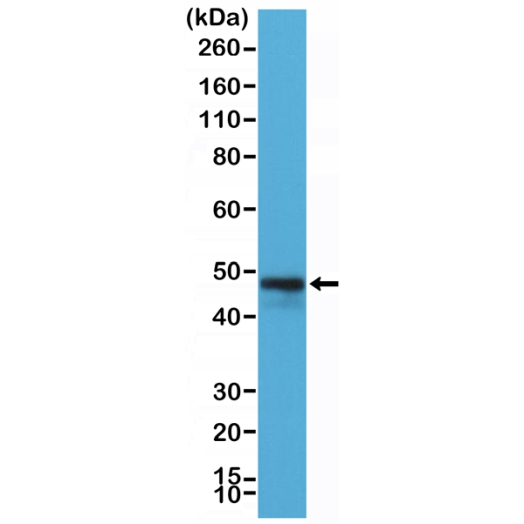 Antikörper Anti-CD79a (C-term) aus Kaninchen (RM297) - unkonj.