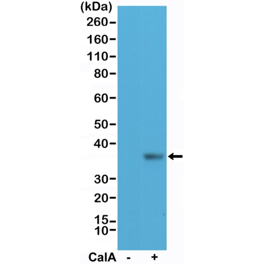 Antikörper Anti-eIF-2 alpha (pS51) aus Kaninchen (RM298) - unkonj.