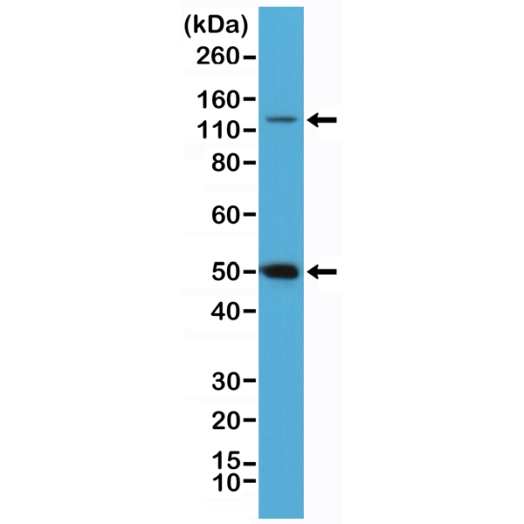 Antibody Anti-NF-kappa-B p105/p50 from Rabbit - unconj.