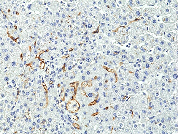 Antikörper Anti-CD34 aus Kaninchen (RM300) - unkonj.