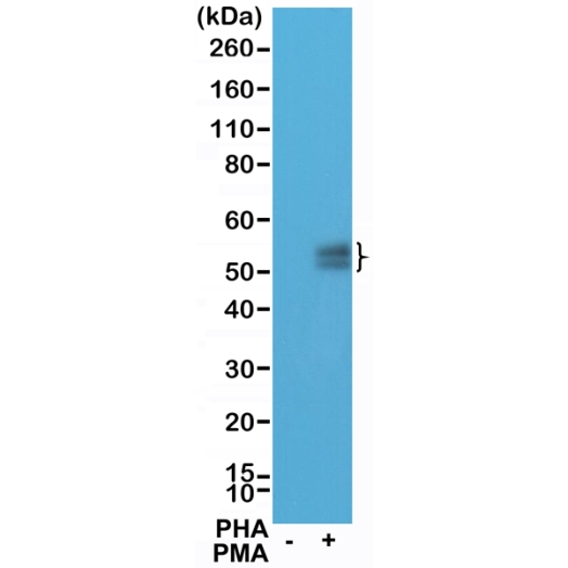 Antibody Anti-Programmed Cell Death Protein 1 (PD-1) from Rabbit - unconj.