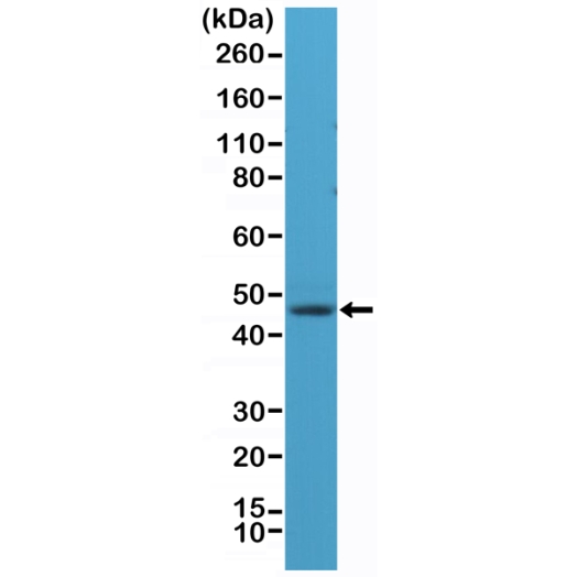 Antikörper Anti-NeuN (Fox3, RBFOX3) aus Kaninchen (RM312) - unkonj.