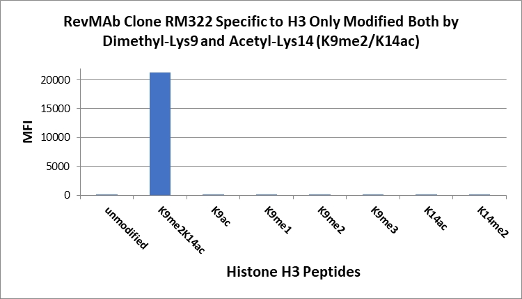 Antikörper Anti-Dimethyl-Histone H3 (Lys9) and Acetyl-Histone H3 (Lys14) aus Kaninchen (RM322) - unkonj.
