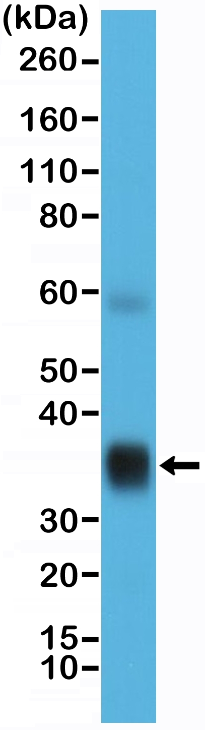 Antibody Anti-Surfactant protein A (SP-A) from Rabbit - unconj.