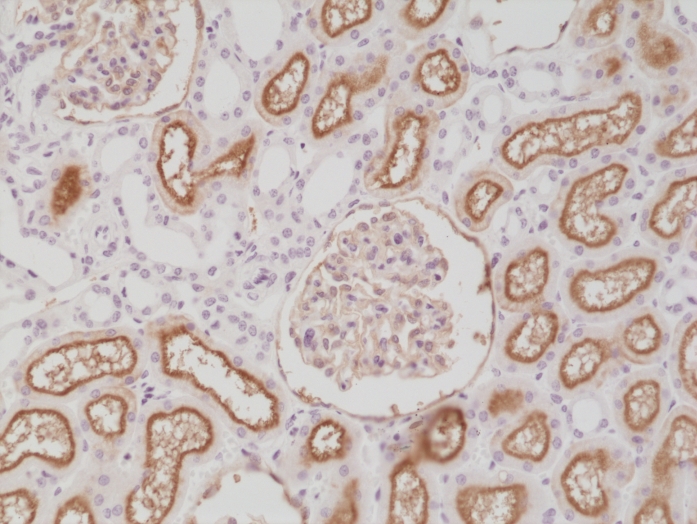Antikörper Anti-Neprilysin (CD10) aus Kaninchen (RM337) - unkonj.