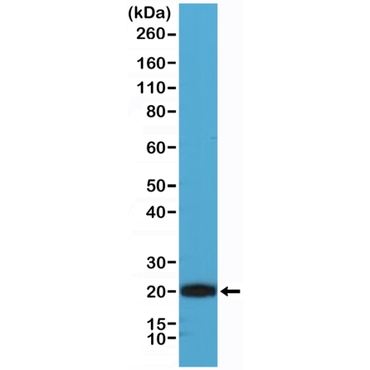 Antibody Anti-CD3E (CD3 epsilon) from Rabbit - unconj.