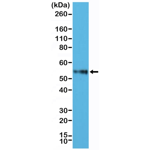 Antikörper Anti-CD4 (LEU3) aus Kaninchen (RM345) - unkonj.