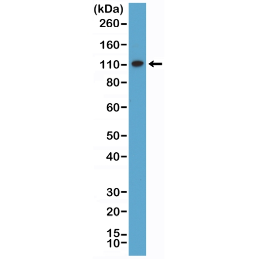 Antibody Anti-DNA mismatch repair protein Msh2 (MSH2) from Rabbit - unconj.