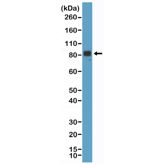 Antikörper Anti-Chromogranin A (CHGA) aus Kaninchen (RM385) - unkonj.