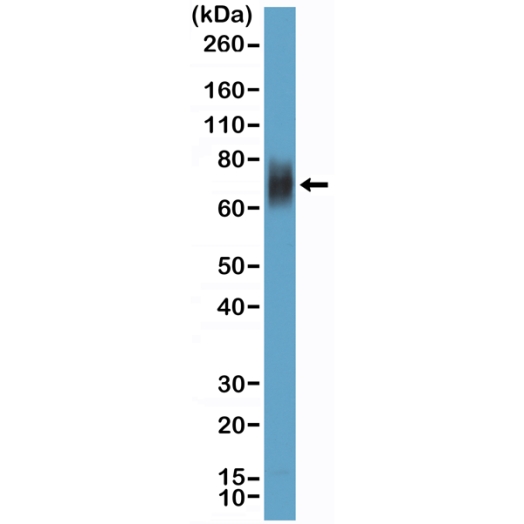 Antikörper Anti-CD33 (SIGLEC3) aus Kaninchen (RM398) - unkonj.