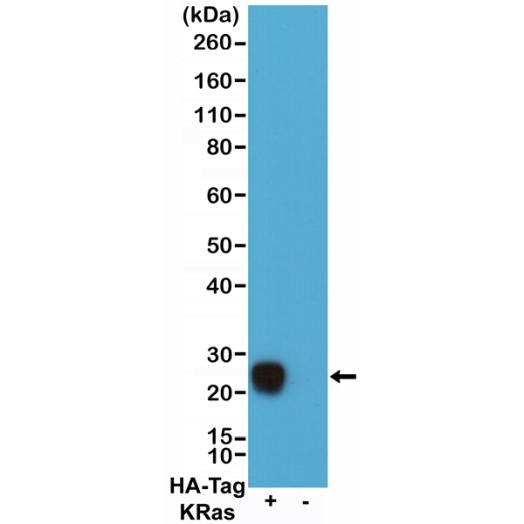 Antikörper Anti-HA-Tag Chimeric Human (human IgG1 Fc domain) aus Kaninchen (RMH02) - unkonj.