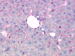The monoclonal antibody clone SZ31 (DIA-310) reacts specifically with endothelial cells in vessels and capillaries of mouse liver (FFPE tissue). Der monoklonale Antikörper Klon SZ31 (DIA-310) reagiert spezifisch mit Endothelzellen in Gefäßen und Kapillaren in der Mäuse Leber (FFPE Gewebe).