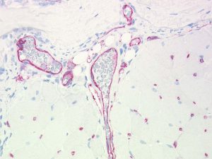 The monoclonal antibody clone SZ31 (DIA-310) reacts specifically with endothelial cells in vessels and capillaries of mouse muscle (FFPE tissue). Der monoklonale Antikörper Klon SZ31 (DIA-310) reagiert spezifisch mit Endothelzellen in Gefäßen und Kapillaren im Muskelgewebe der Maus (FFPE Gewebe).