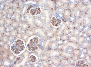Immunohistochemical staining (IHC) with anti-CD31 (PECAM-1) Antibody (clone SZ31) - dianova