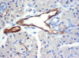 The monoclonal antibody clone SZ31 (DIA-310) reacts specifically with endothelial cells in vessels and capillaries of mouse pancreas (FFPE tissue). Der monoklonale Antikörper Klon SZ31 (DIA-310) reagiert spezifisch mit Endothelzellen in Gefäßen und Kapillaren des Mäuse Pankreas (FFPE Gewebe).