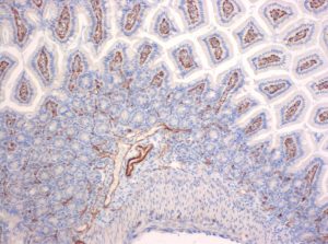The monoclonal antibody clone SZ31 (DIA-310) reacts specifically with endothelial cells in vessels and capillaries of mouse small intestine (FFPE tissue). Der monoklonale Antikörper Klon SZ31 (DIA-310) reagiert spezifisch mit Endothelzellen in Gefäßen und Kapillaren des Mäuse Dünndarm (FFPE Gewebe).
