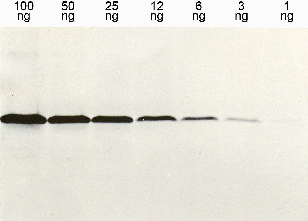 Western blot detection (WB) with anti-HIS Epitope-Tag Antibody (clone 13/45/31) -dianova
