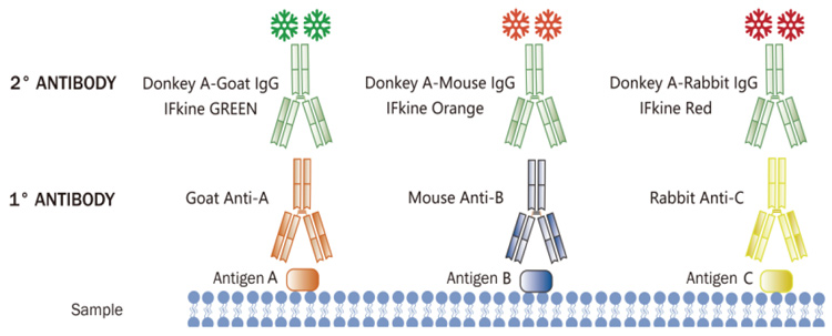 Multiple labeling with IFKine antibody conjugates