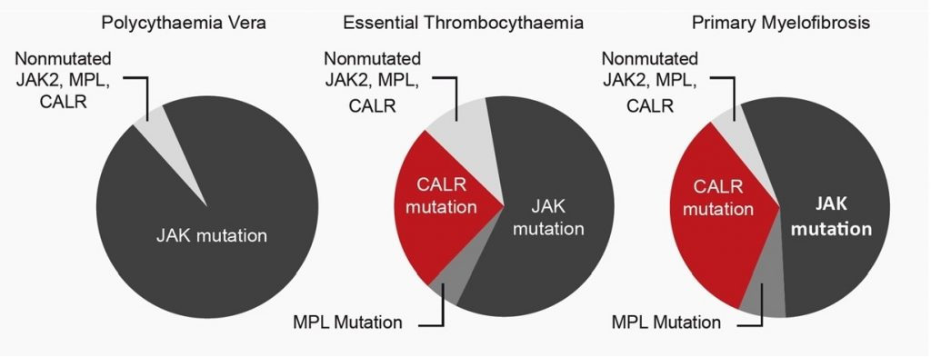 Diagnostic-significance-of-CALRmutations-in-MPNs