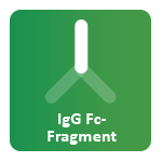 IgG(Fc) Fragment