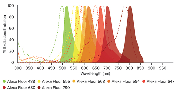 Abbildung 1: Anregungs- und Emissionsspektren für an Jackson ImmunoResearch-Produkte konjugierte Alexa Fluor®-Farbstoffe